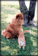 sitting under a tree