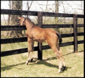 foal1